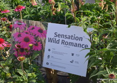 Een andere highlight bij Vitroflora was Sensational Wild Romance. Omdat juni te vroeg is voor de plant om te bloeien, een foto een foto van de bloeiende plant. "Deze Echinea is de meest levendige, ‘electric’, neon magenta kleur van alle Echinacea. Het heeft prachtig donker grijs elegant blad en donkere stengels. "